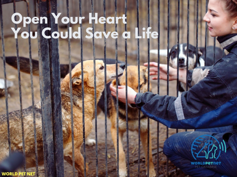 microchip and register a pet; it is your friend - you could save a life